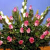 alekhya30091991
